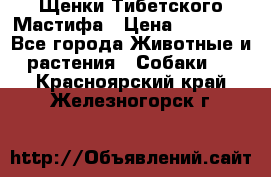 Щенки Тибетского Мастифа › Цена ­ 60 000 - Все города Животные и растения » Собаки   . Красноярский край,Железногорск г.